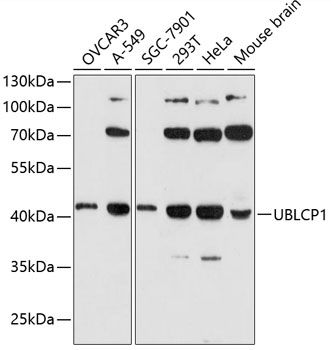 UBLCP1 antibody