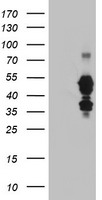 UBOX5 Antibody