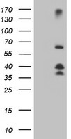 UBOX5 Antibody