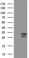 UBOX5 antibody