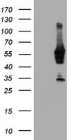 UBOX5 Antibody
