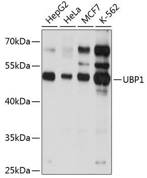 UBP1 antibody