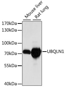 UBQLN1 antibody