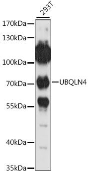 UBQLN4 antibody