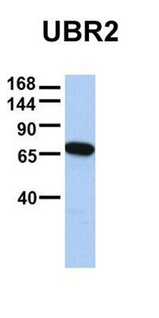 UBR2 antibody