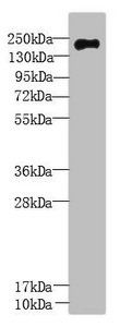 UBR2 antibody