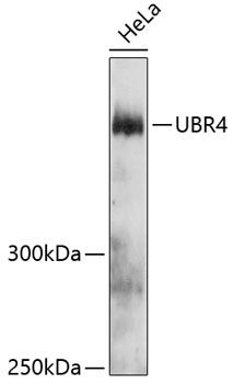 UBR4 antibody