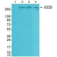 UBR5 Antibody