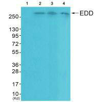 UBR5 antibody