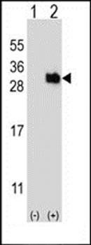 UBTD1 antibody
