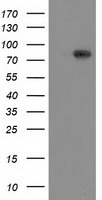 UBXD3 (UBXN10) antibody