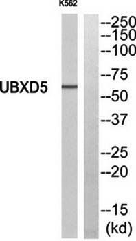 UBXD5 antibody