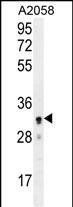 UBXN2A antibody