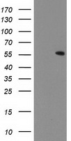 UBXN2B Antibody