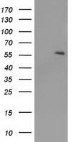 UBXN2B Antibody