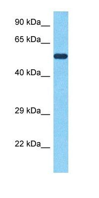 UBXN4 antibody