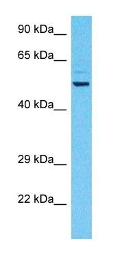 UBXN7 antibody