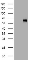 UCHL5IP Antibody