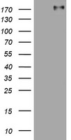 UCHL5IP Antibody