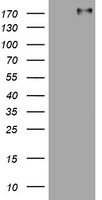 UCHL5IP (HAUS7) antibody