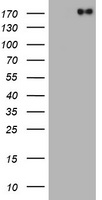 UCHL5IP Antibody
