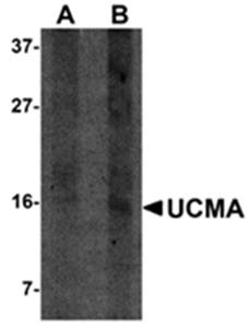 UCMA Antibody