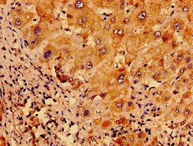 UCN2 Antibody