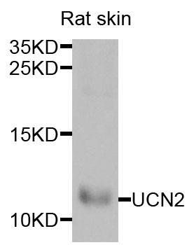 UCN2 antibody