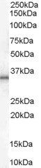 Goat anti-UCP1 Antibody