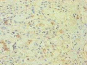OGT Antibody