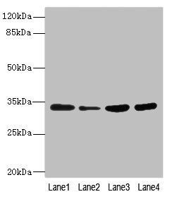 UFD1L antibody