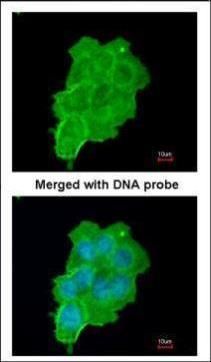 UFD1L antibody