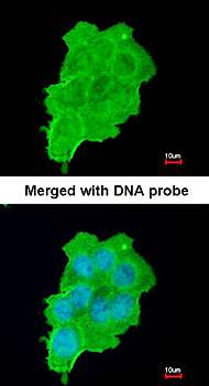 UFD1L antibody