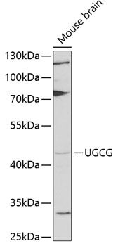 UGCG antibody