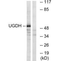 UGDH antibody