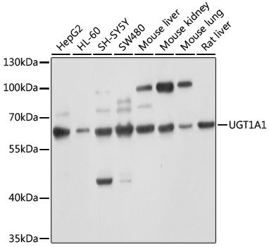 UGT1A1 antibody