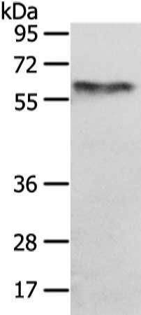 UGT1A10 Antibody