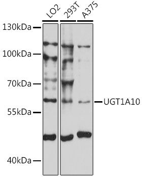 UGT1A10 antibody