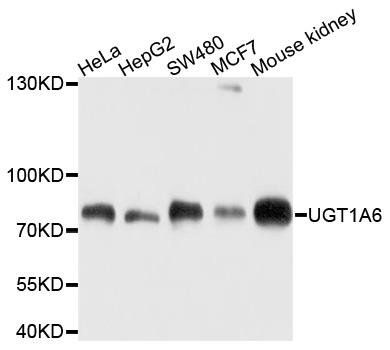 UGT1A6 antibody