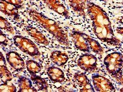 UGT1A9 Antibody