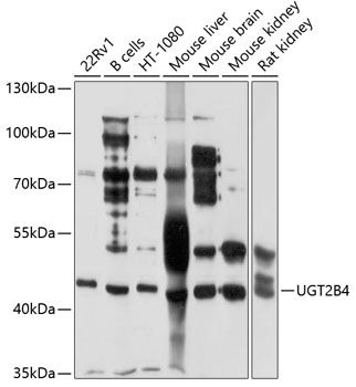 UGT2B4 antibody