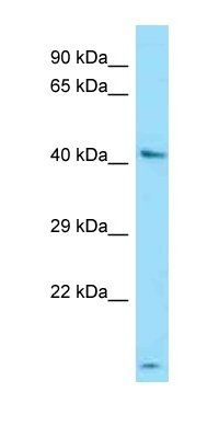 UGT3A1 antibody