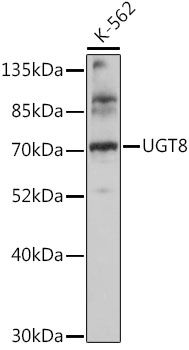 UGT8 antibody
