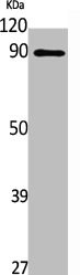 UHRF1 Antibody