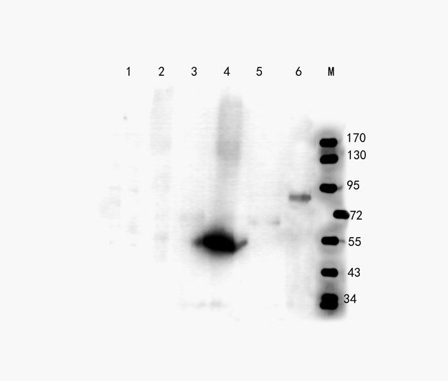 UHRF2 antibody