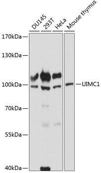 UIMC1 antibody
