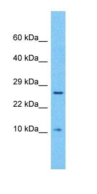 UK114 antibody