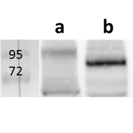 Anti-UL52 (HCMV) antibody