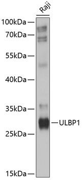 ULBP1 antibody