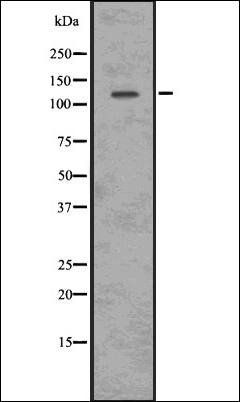 ULK1(Phospho-S556) antibody
